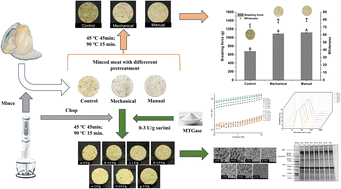 Graphical abstract: Gel properties of surimi gel from clam Meretrix meretrix as affected by microbial transglutaminase