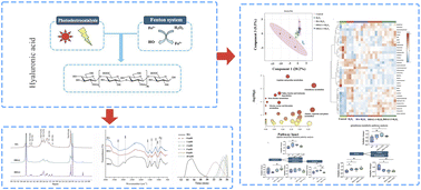Graphical abstract: Low-molecular-weight hyaluronic acid prepared through photoelectric-Fenton reaction protects Caco-2 cells from oxidative damage by regulating metabolites