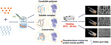 Graphical abstract: Formation and characteristics of large yellow croaker (Pseudosciaena crocea) roe protein isolates/gellan gum composite gels: effects of pH and mass ratio
