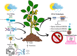 Graphical abstract: Integrating nucleic acid research and computational strategies for advancing plant food security