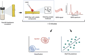 Graphical abstract: Real-time prediction of shelf-life of soymilk using a surface-enhanced Raman spectroscopy (SERS) fiber and convolutional neural networks