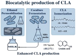 Graphical abstract: Sustainable enhancement of conjugated linoleic acid (CLA) production in lactic acid bacteria cocultures via ethanol permeabilization