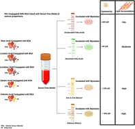 Graphical abstract: Intra-myocellular lipid enrichment of differentiated bovine satellite cells through beef-like fatty acid mixtures