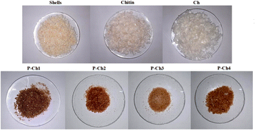 Graphical abstract: Sustainable conversion of Penaeopsis serrata waste into phosphorylated chitosan for agricultural drought mitigation