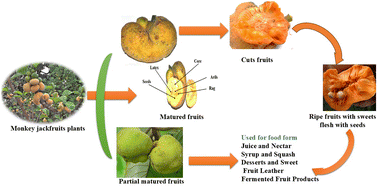 Graphical abstract: Nutritional value, phytochemical richness, pharmacological potential, and culinary uses of monkey jackfruit