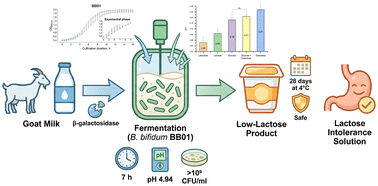 Graphical abstract: Probiotics selection for low-lactose fermented goat milk products