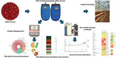 Graphical abstract: The effect of microbial community in the self-induced anaerobic fermentation on the aroma precursor development of geothermal coffee