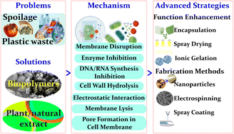 Graphical abstract: Antimicrobial active packaging with biopolymers and natural extracts: sustainable solutions and technological challenges