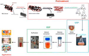 Graphical abstract: Valorization of rice straw residue for canthaxanthin production via sustainable bioprocessing