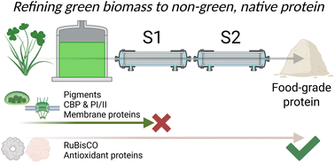 Graphical abstract: Selective removal of green pigments and associated proteins from clover-grass protein concentrates: molecular insights into a non-destructive, two-stage membrane-based biorefinery concept for high-quality food protein production