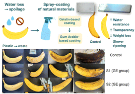 Graphical abstract: Transparent and water-resistant edible coatings for sustainable post-harvest preservation of banana