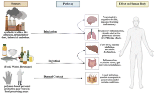 Graphical abstract: Microplastic release from food processing to the environment: contamination pathways, health implications, and sustainability perspectives