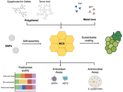 Graphical abstract: Systematic investigation of metal–phenolic network-capped starch nanoparticles as sustainable coatings for postharvest fruit preservation