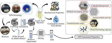 Graphical abstract: Exopolysaccharides and conjugated linoleic acids produced by selected lactic acid bacteria: physicochemical attributes, antimicrobial activity, and techno-functional properties of exopolysaccharides
