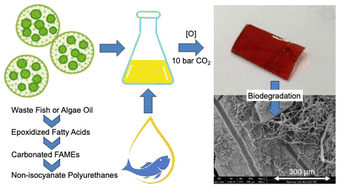 Graphical abstract: Ocean biomass-derived feedstocks for non-isocyanate polyurethane synthesis