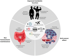 Graphical abstract: A review of the capacity of xylooligosaccharides to modulate gut microbiota and promote health