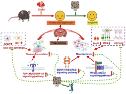 Graphical abstract: Ketogenic diet attenuates neuroinflammation and restores hippocampal neurogenesis to improve CUMS induced depression-like behavior in mice