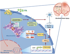 Graphical abstract: Neuroprotective effect of folic acid by maintaining DNA stability and mitochondrial homeostasis through the ATM/CHK2/P53/PGC-1α pathway in alcohol-exposed mice