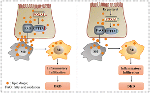 Graphical abstract: Ergosterol from edible fungi: Enhancing fatty acid oxidation via CPT1A to protect against diabetic kidney disease