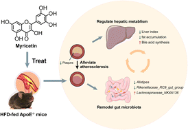 Graphical abstract: Myricetin alleviates high-fat diet-induced atherosclerosis in ApoE−/− mice by regulating bile acid metabolism involved in gut microbiota remodeling