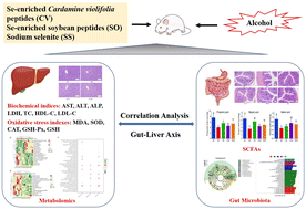 Graphical abstract: Se-containing compounds with different Se species alleviate alcoholic liver injury through regulating liver metabolism and modulating gut microbiota composition
