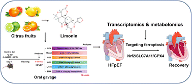Graphical abstract: Dietary limonin ameliorates heart failure with preserved ejection fraction by targeting ferroptosis via modulation of the Nrf2/SLC7A11/GPX4 axis: an integrated transcriptomics and metabolomics analysis