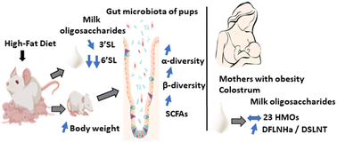 Graphical abstract: Maternal high-fat diet during lactation reduces sialylated milk oligosaccharides and shapes early-life microbiota in rat offspring