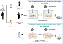 Graphical abstract: Co-administration of curcumin forms with supplemental iron: a study of effects on iron absorption and intestinal cellular health