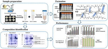 Graphical abstract: Bioaccessibility and antioxidant capacity of epigallocatechin gallate interacting with mung bean protein: impact of protein structure