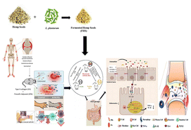 Graphical abstract: Lactiplantibacillus plantarum fermented hemp (Cannabis sativa) seeds modulate the gut microbiota and metabolic pathways to alleviate autoimmune inflammation in collagen-induced arthritis mice