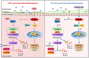 Graphical abstract: Betulinic acid protects against LPS-induced intestinal inflammatory damage via inhibiting Nrf2/TXNIP/NLRP3 signaling pathways in mice