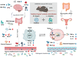 Graphical abstract: Ameliorative effect of “intestinal–vaginal” probiotics on 5-fluorouracil-induced microbial dysbiosis in colorectal cancer