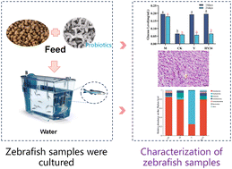 Graphical abstract: Screening of Lactococcus lactis strains with hypoglycemic effects and evaluation of their protective mechanisms against glucose-induced type 2 diabetes in zebrafish