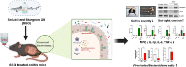 Graphical abstract: The preventive effect of solubilized sturgeon oil on dextran sulfate sodium-induced ulcerative colitis via inflammation attenuation and intestinal microbiota regulation