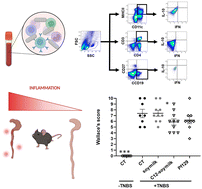 Graphical abstract: An innovative functional fermented vegetable milk analogue fermented by Acidipropionibacterium acidipropionici, Lactobacillus delbrueckii and Lactococcus lactis mitigates the inflammatory response in vitro and in vivo
