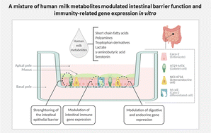 Graphical abstract: Human milk metabolites modulate gut barrier and immunity-related genes in an in vitro multicellular model of intestinal epithelium