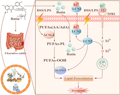 Graphical abstract: Natural polyphenol rutin inhibits ferroptosis in ulcerative colitis by regulating lipid metabolism via blocking the LCN2–ALOX15 axis