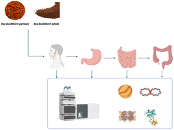 Graphical abstract: How in vitro gastrointestinal digestion impacts the phenolic profile and bioactivities of North American sea buckthorn fruit and seeds