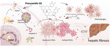 Graphical abstract: Dietary procyanidin B1 attenuates fibrogenesis and inflammation in hepatic fibrosis: research on the possible health benefits of procyanidin B1