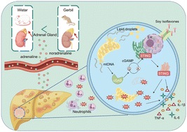 Graphical abstract: Soy isoflavones improve sympathetic nervous system-driven non-alcoholic fatty liver disease through estrogen-like effects