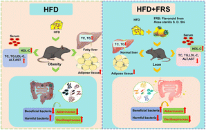 Graphical abstract: Flavonoids of Rosa sterilis S. D. Shi improve high-fat diet-induced obesity in mice by inhibiting lipid accumulation and regulating the gut microbiota