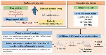 Graphical abstract: Ameliorative potential of rice protein hydrolysates prepared through high-pressure processing against diabetic cardiomyopathy