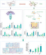 Graphical abstract: Synergy of secoisolariciresinol diglucoside and fructooligosaccharide in enhancement of the intestinal mucus barrier by relieving ER stress and regulating the gut microbiome