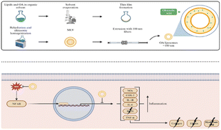 Graphical abstract: Liposomal encapsulation of Chenopodium berlandieri extracts rich in oleanolic acid: improved bioactivities targeting metabolic syndrome prevention