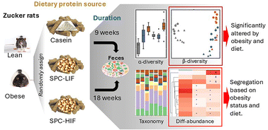 Graphical abstract: The effect of obesity and dietary soy protein with different isoflavone levels on fecal microbial composition in lean and obese Zucker rats over 9- and 18-week periods