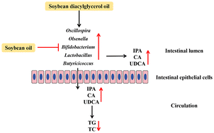 Graphical abstract: Soybean diacylglycerol oil-based diet impacts lipid levels by altering the gut microbiota in C57BL/6J mice