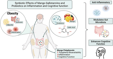 Graphical abstract: Daily mango (Mangifera indica L.) consumption supplemented with probiotics differentially modulates inflammation and cognitive function in individuals with overweight or obesity: a placebo-controlled, double-blind, and randomized trial
