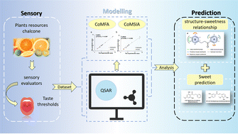 Graphical abstract: Decoding the relationship between the molecular structure and sweetness intensity of plant-derived chalcones based on 3D-QSAR