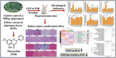 Graphical abstract: Amelioration effects of Cajanus cajan extracts and the active ingredient pinostrobin on hyperuricemia and related kidney injury