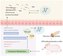 Graphical abstract: Positive effect of a novel protein from Pleurotus eryngii on improving colitis: exploring potential mechanisms from the perspective of intestinal metabolism